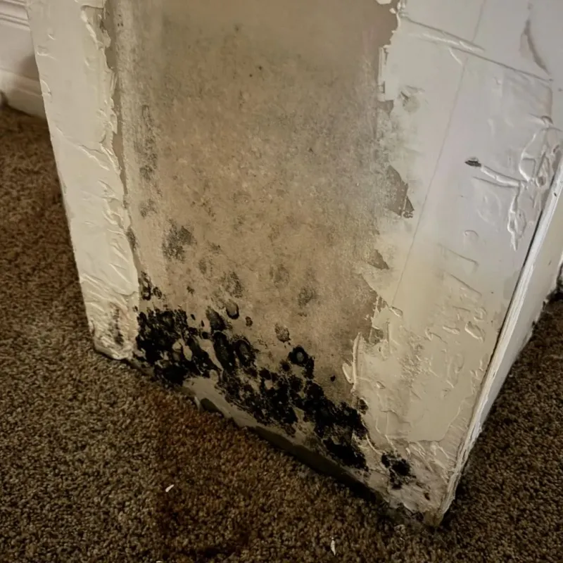 Professional Mold Removal in Newman, CA